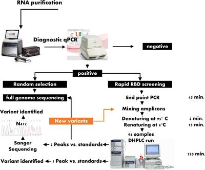 Rapid and Affordable High Throughput Screening of SARS-CoV-2 Variants Using Denaturing High-Performance Liquid Chromatography Analysis